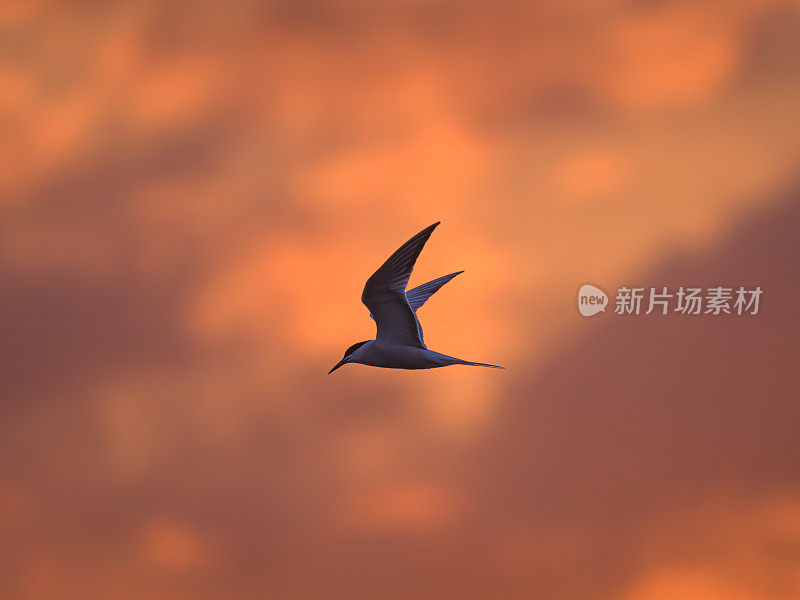 普通名词(sterna hirundo)